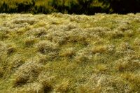 Fallow Field - Late Summer - Image 1