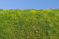 Blooming Meadow - Spring